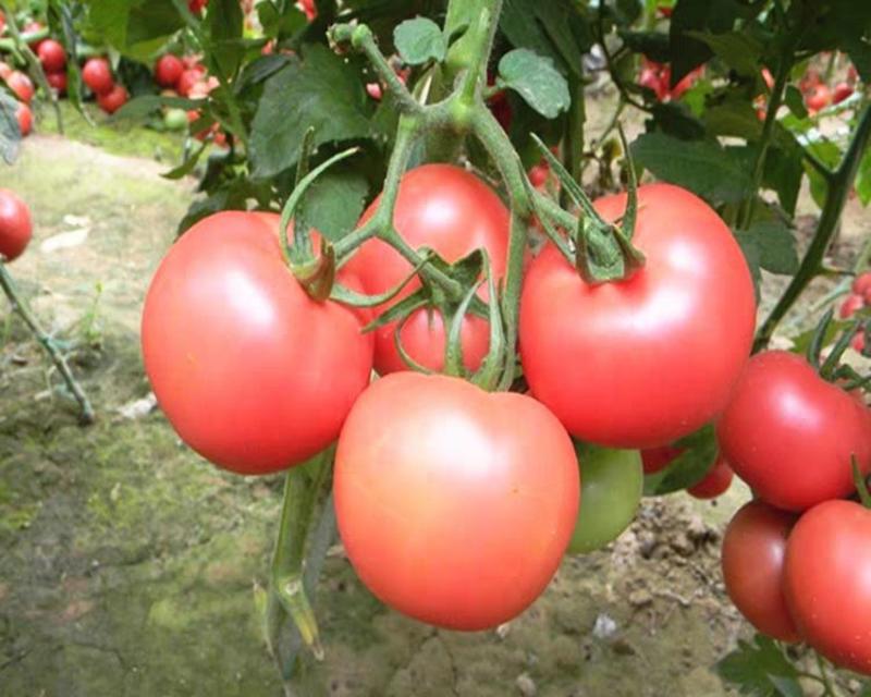 西红柿苗