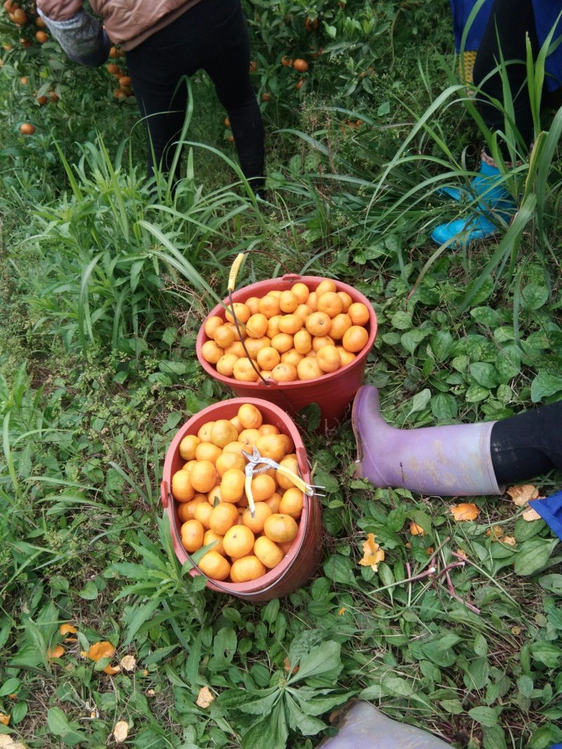 马水桔
