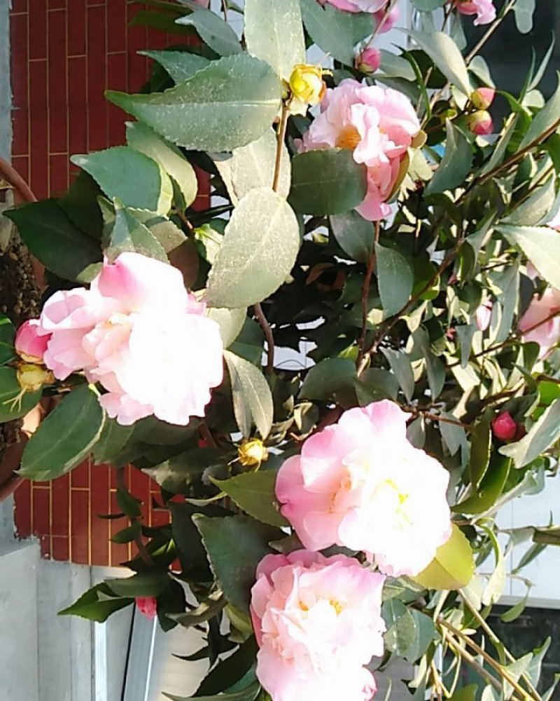 茶花