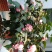 茶花