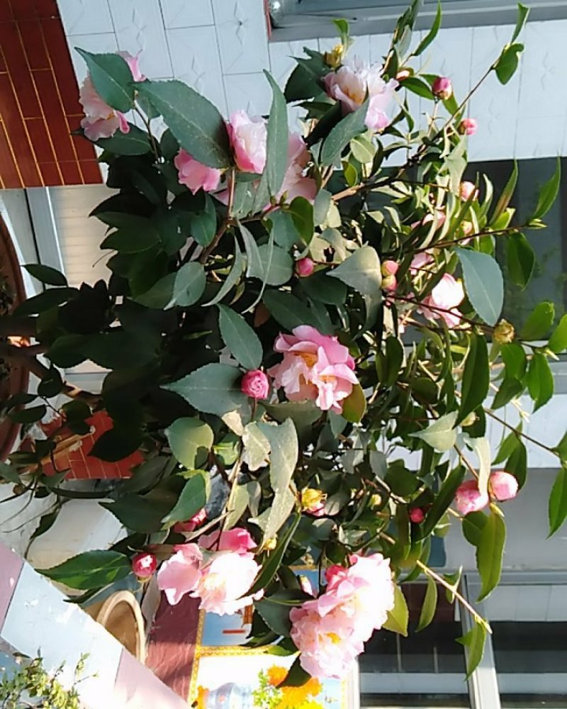 茶花