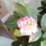 茶花