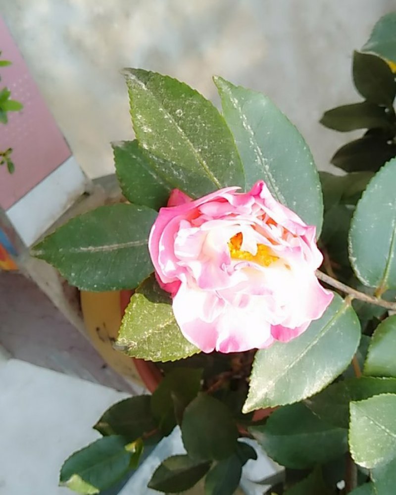 茶花