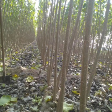 速生杨107杨树苗-临清绿源杨树苗基地