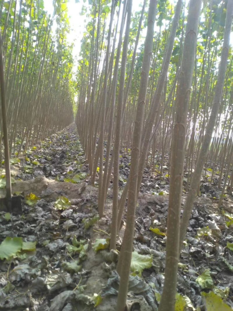 速生杨107杨树苗-临清绿源杨树苗基地
