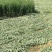 干艾叶，全颗统货、压包艾草全颗