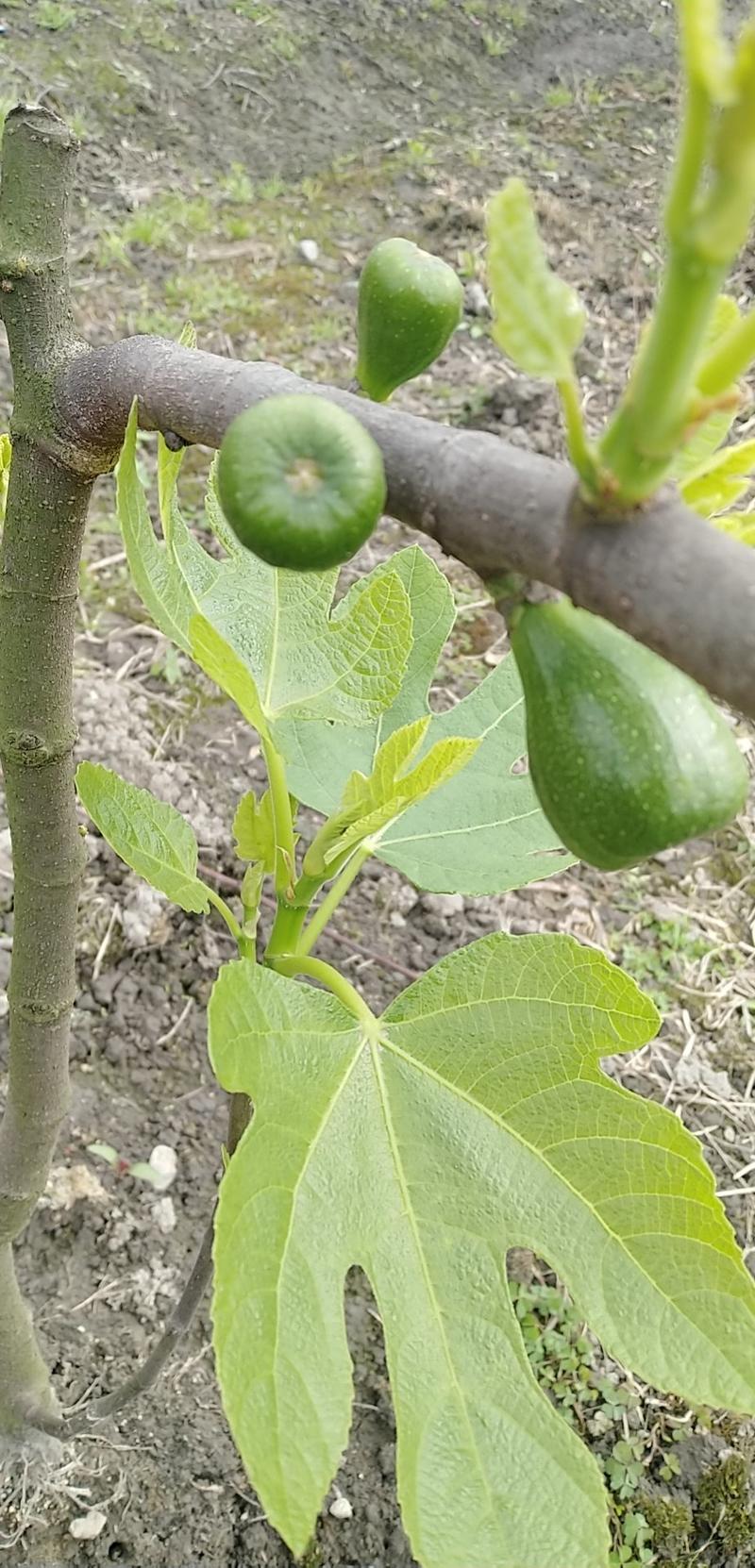 无花果苗、无花果枝条、波姬红、玛思义陶芬、红皮无花果苗