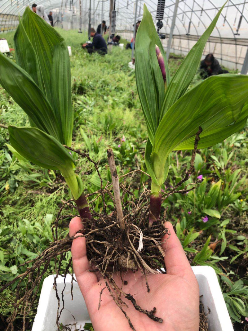 [荐]紫花白芨仔育苗，自产自销品质优质产量高