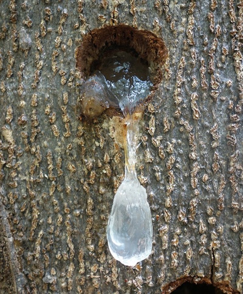 正宗缅甸雪燕