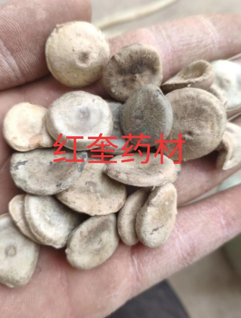 木鳖子番木鳖马钱货好量大代抓各种药方诚信经营