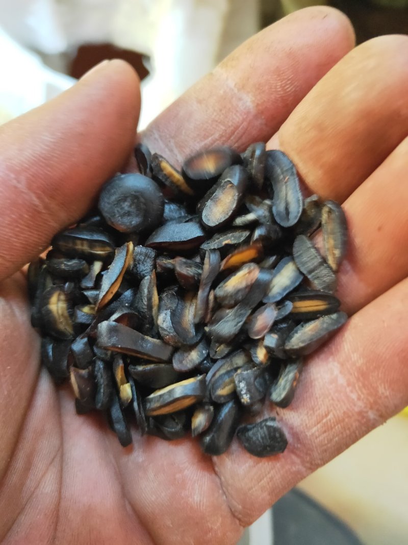 木鳖子番木鳖马钱货好量大代抓各种药方诚信经营