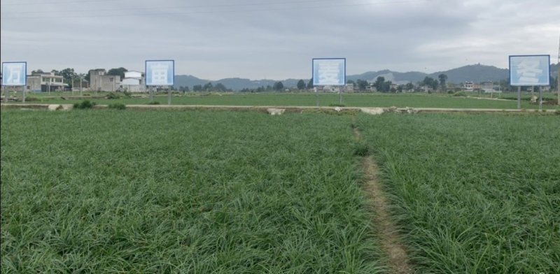 中叶麦冬