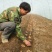山东大姜小姜生姜种苗大量供应