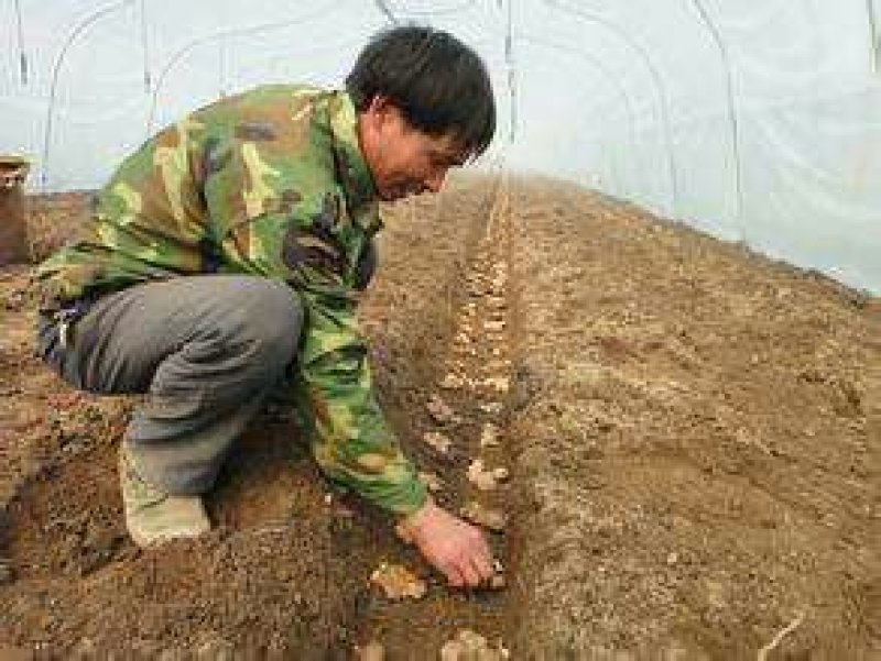 山东大姜小姜生姜种苗大量供应