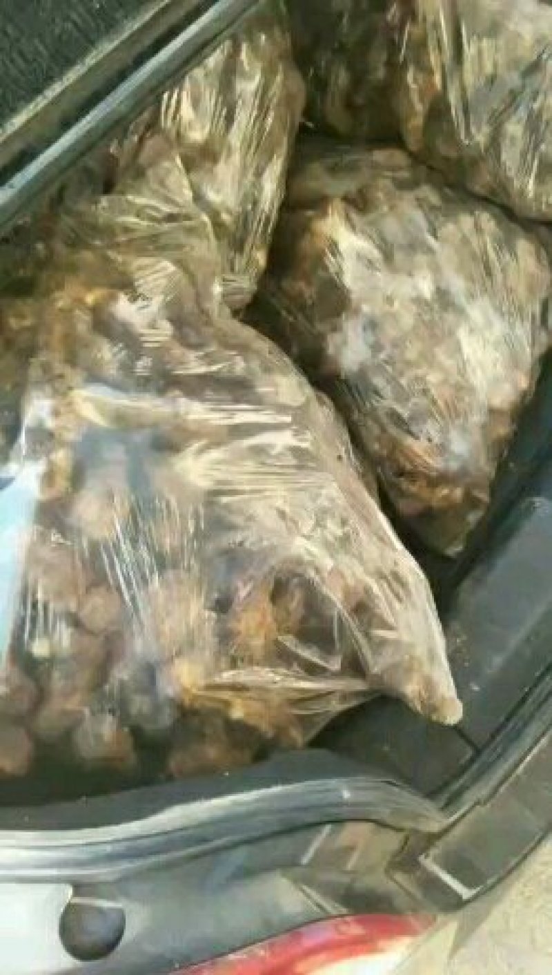 山东大姜小姜生姜种苗大量供应