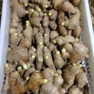 山东大姜小姜生姜种苗大量供应