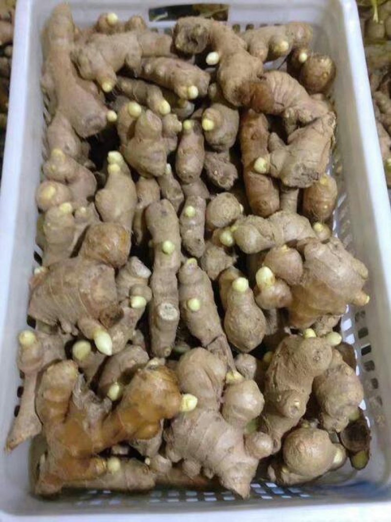 山东大姜小姜生姜种苗大量供应
