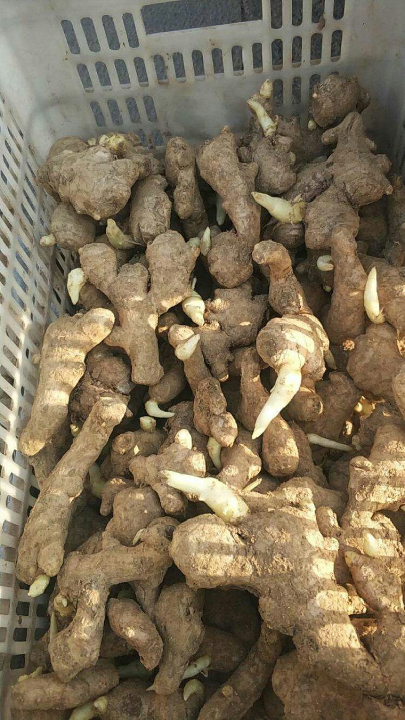 山东大姜小姜生姜种苗大量供应