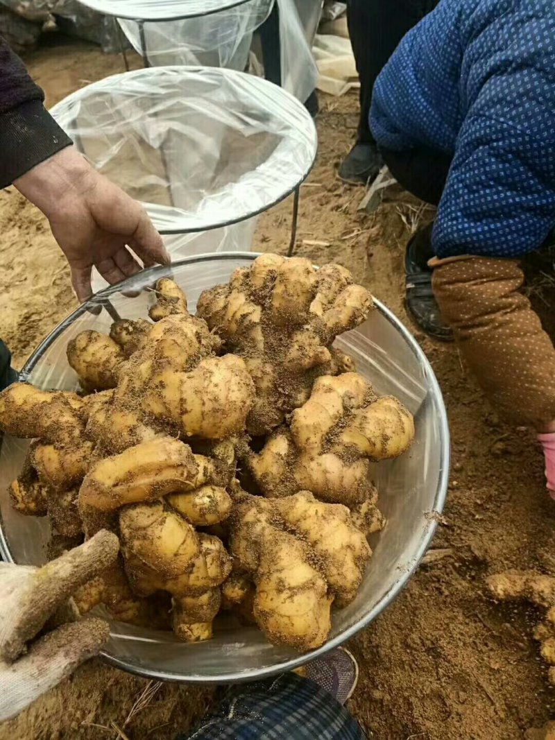 山东大姜小姜生姜种苗大量供应