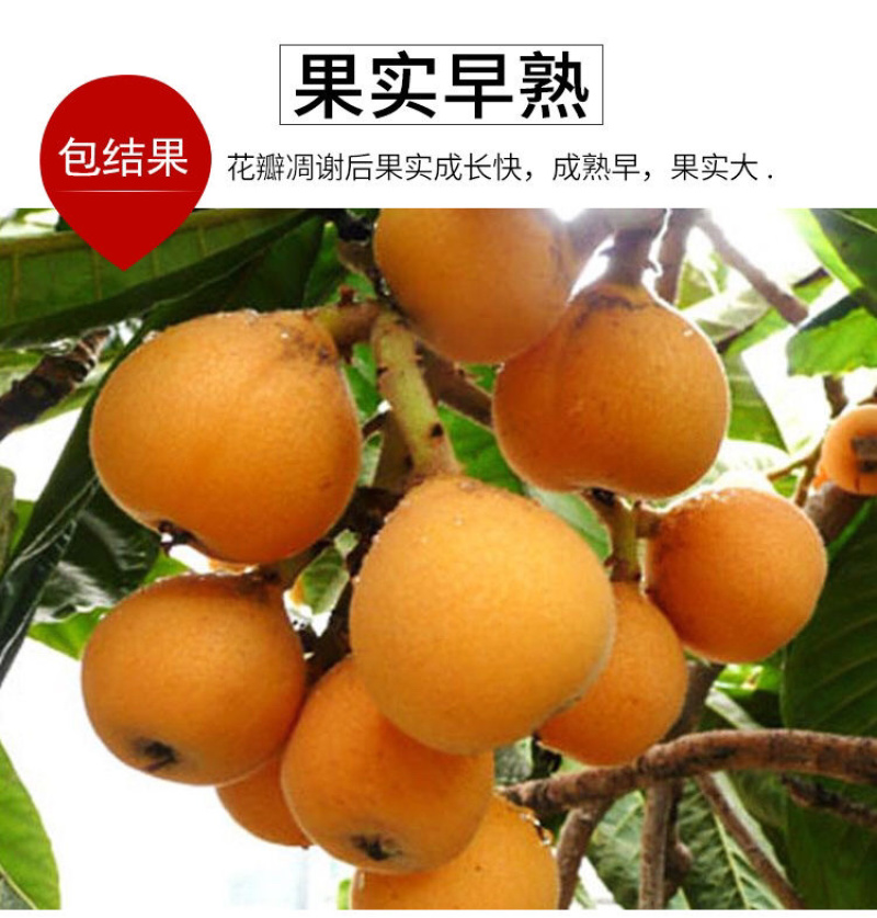 出售枇杷果苗白沙枇杷果苗，当年新苗、二年苗、三年苗，成型树