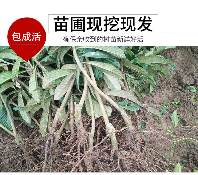 出售枇杷果苗白沙枇杷果苗，当年新苗、二年苗、三年苗，成型树