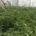 非洲冰草，日本冰草，接常年稳定客户基地直供，新鲜保证