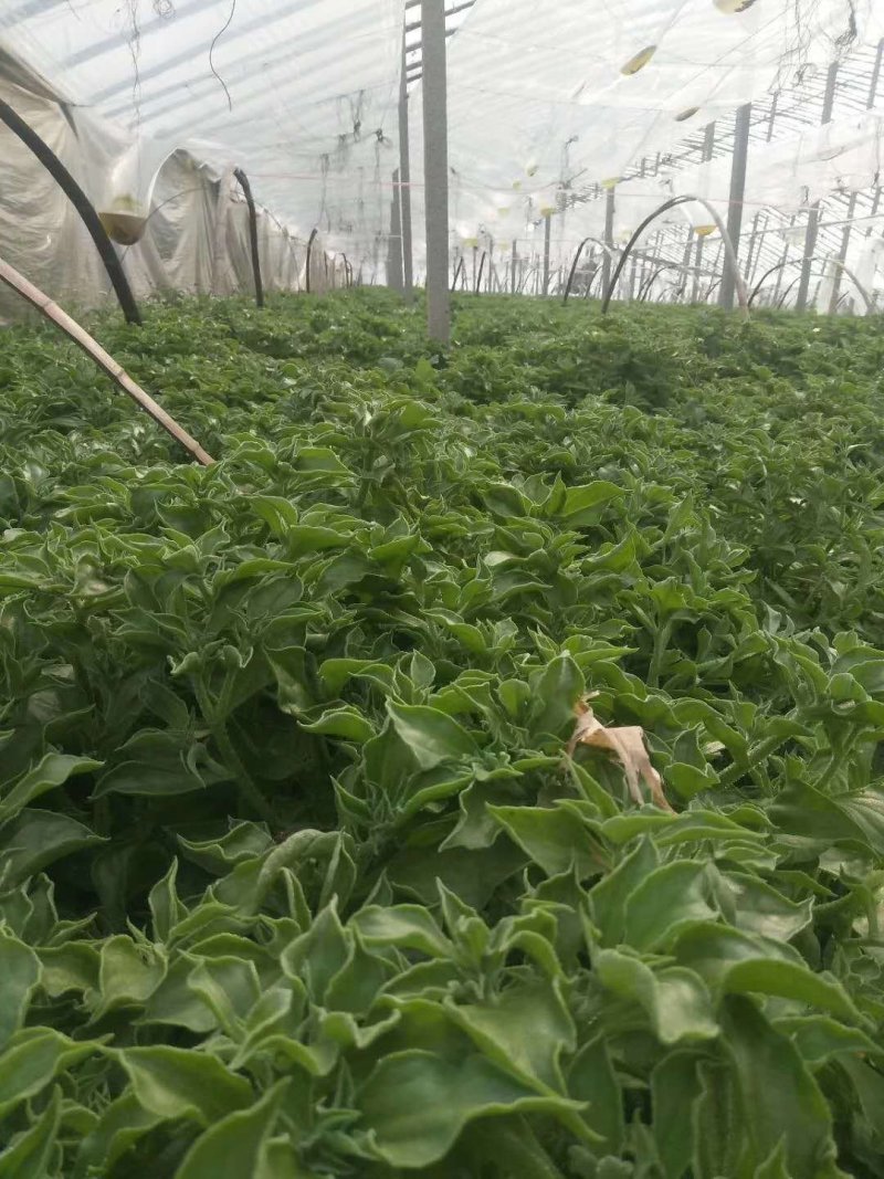 非洲冰草，日本冰草，接常年稳定客户基地直供，新鲜保证