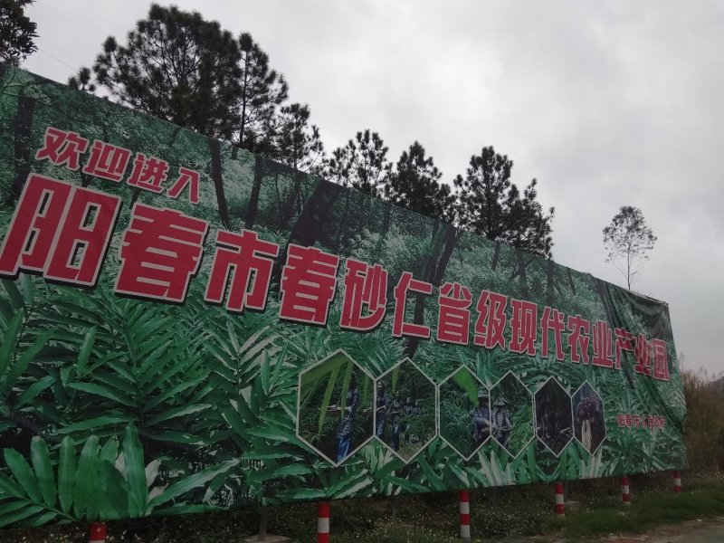 出售纯正优质阳春特产春砂仁苗I至2年苗，