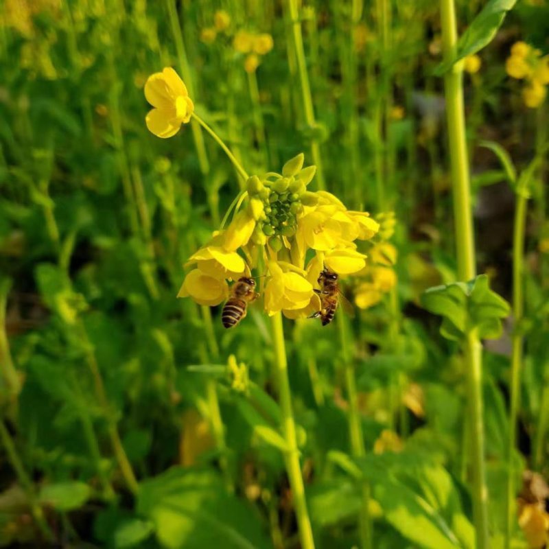 陕西秦岭圆筒百花蜜，老百姓自家蜂蜜，质量保证，价格优惠。