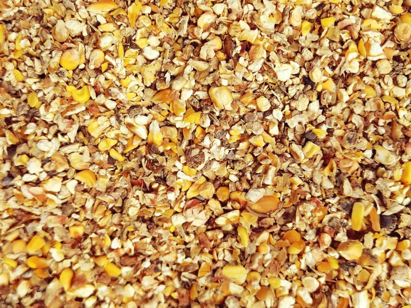 碎玉米过风净粮2022新粮鸡鸭鹅专用粮