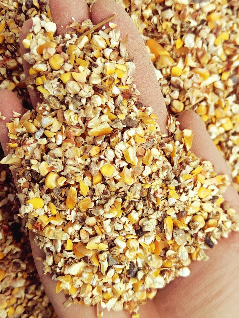 碎玉米过风净粮2022新粮鸡鸭鹅专用粮