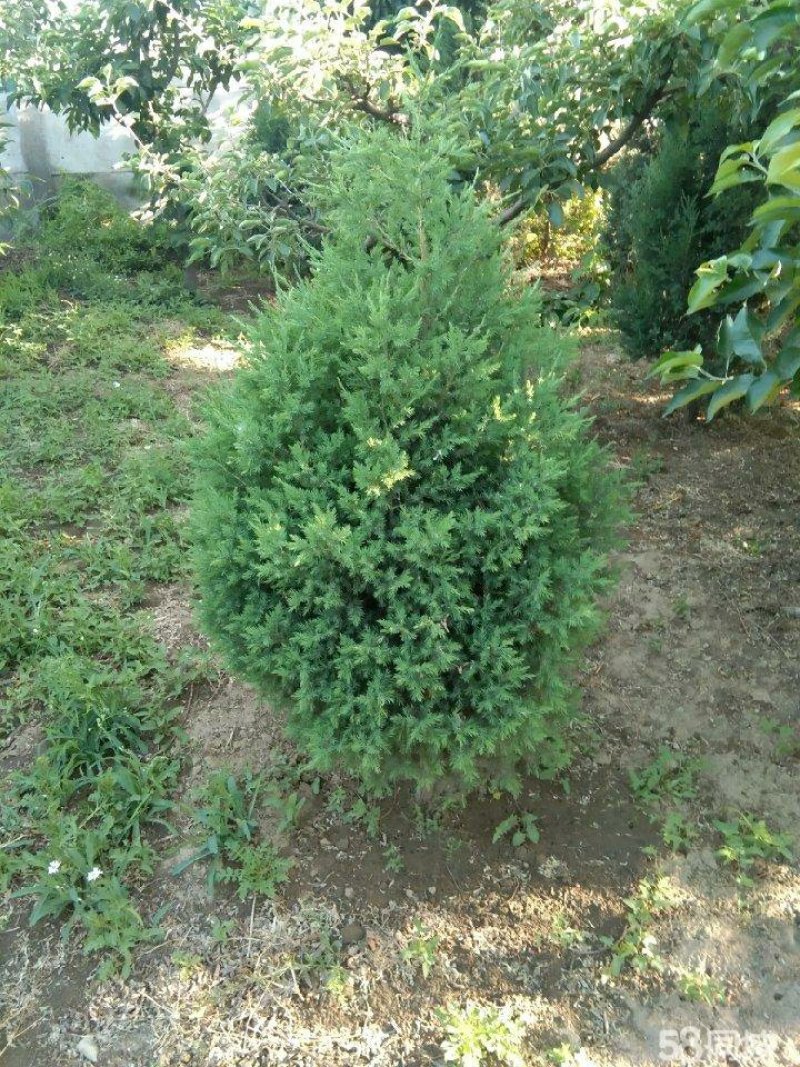 出售松柏树苗（有土坨）