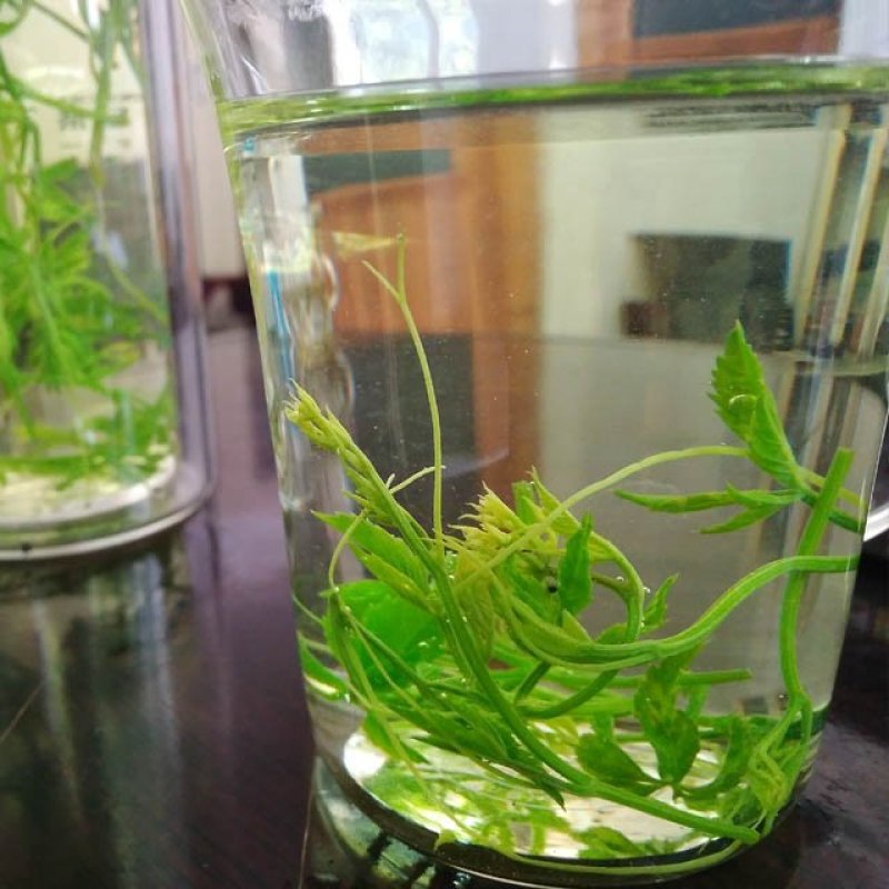 甘味绞股蓝龙须，散称批发