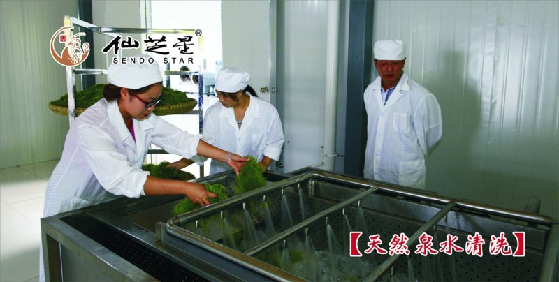 甘味绞股蓝龙须，散称批发