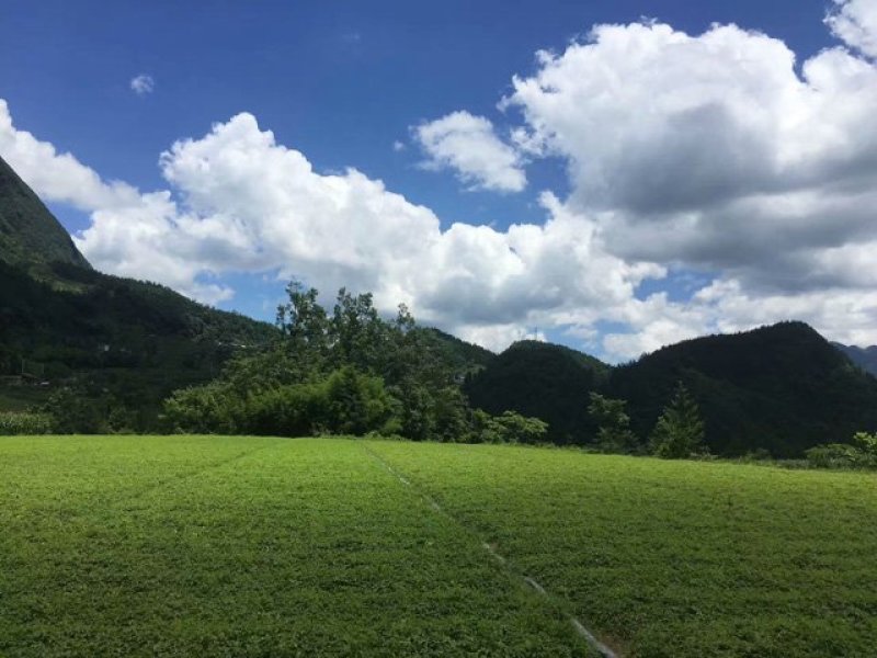 甘味绞股蓝龙须，散称批发