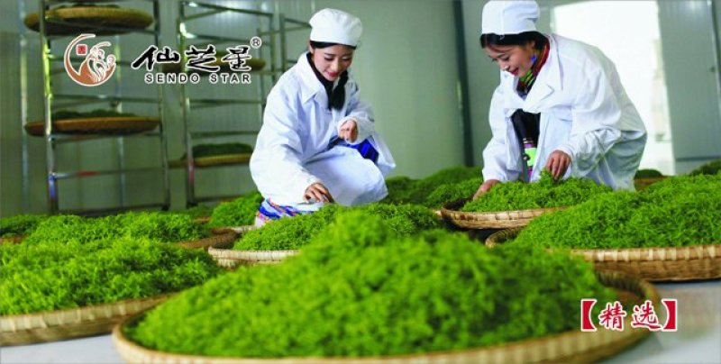 甘味绞股蓝龙须，散称批发