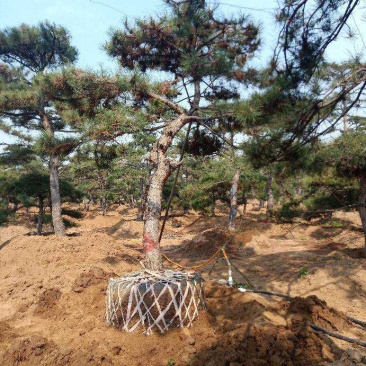 造型油松