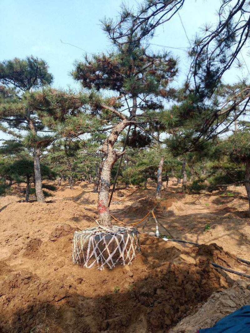 造型油松