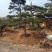 造型油松