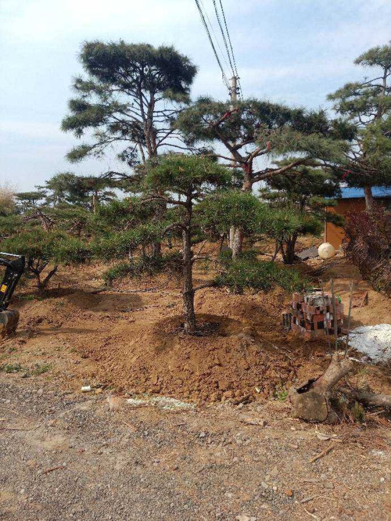 造型油松