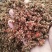 【有好货】红枣粉大量有货，烘干枣粉枣肉动物饲料添加