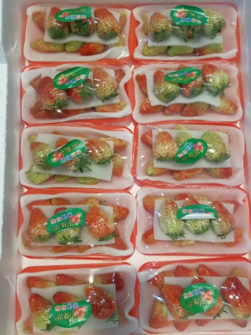 草莓