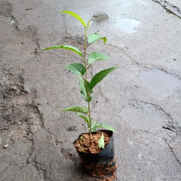 台湾山樱花袋苗批发花卉绿植苗木可带营养杯发物流