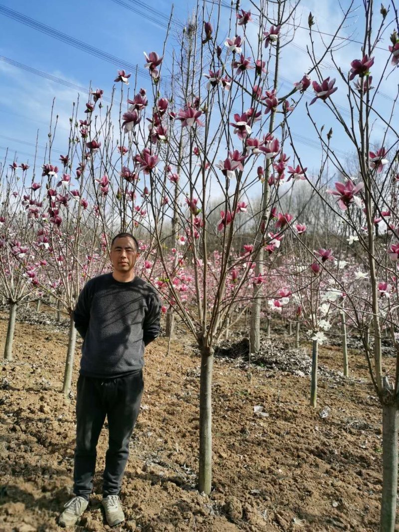 基地直供3至20公分红玉兰，树形好，分支点统一，价格亲民