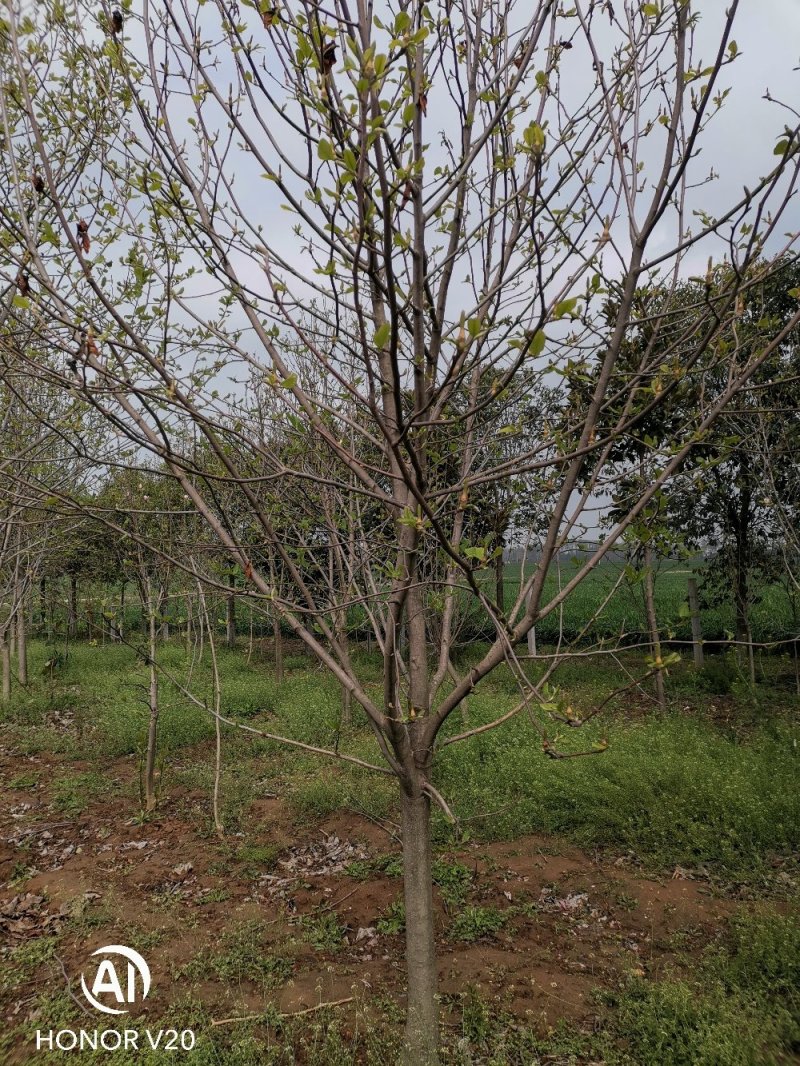 基地直供3至20公分红玉兰，树形好，分支点统一，价格亲民