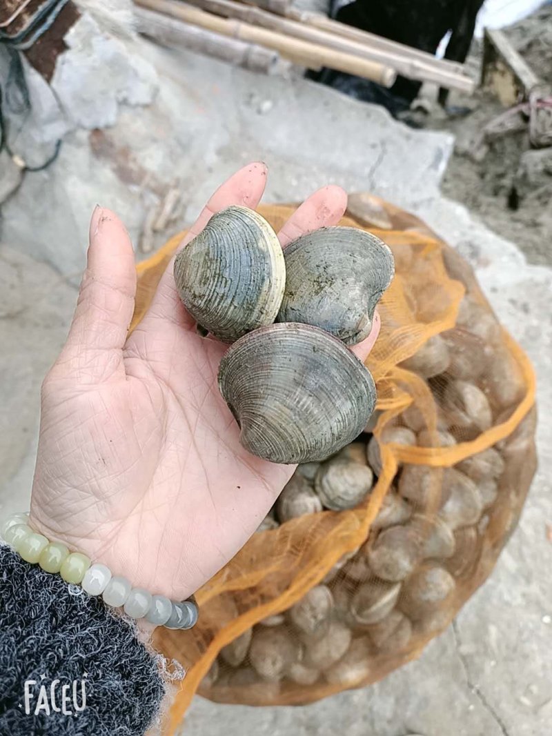 美贝