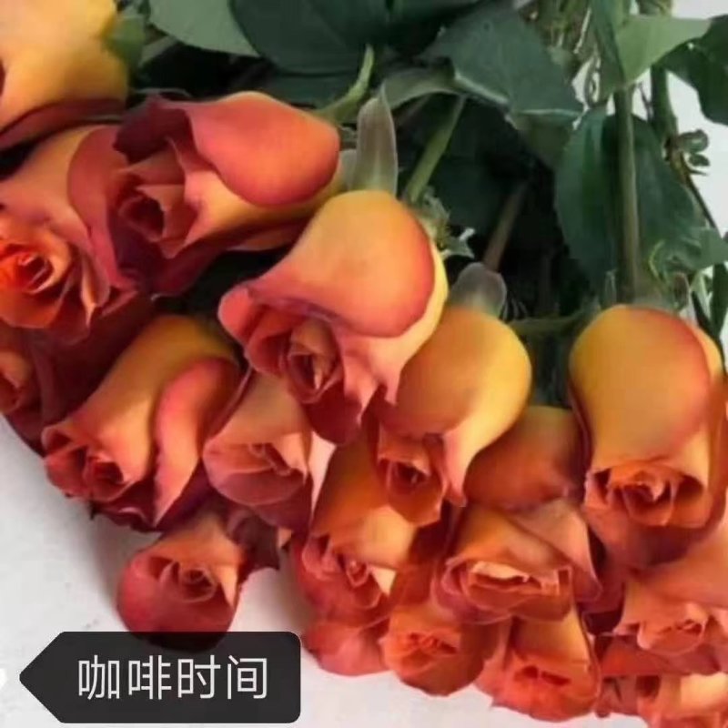 玫瑰花苗新品种扦插小苗根系发达四季开花带香味