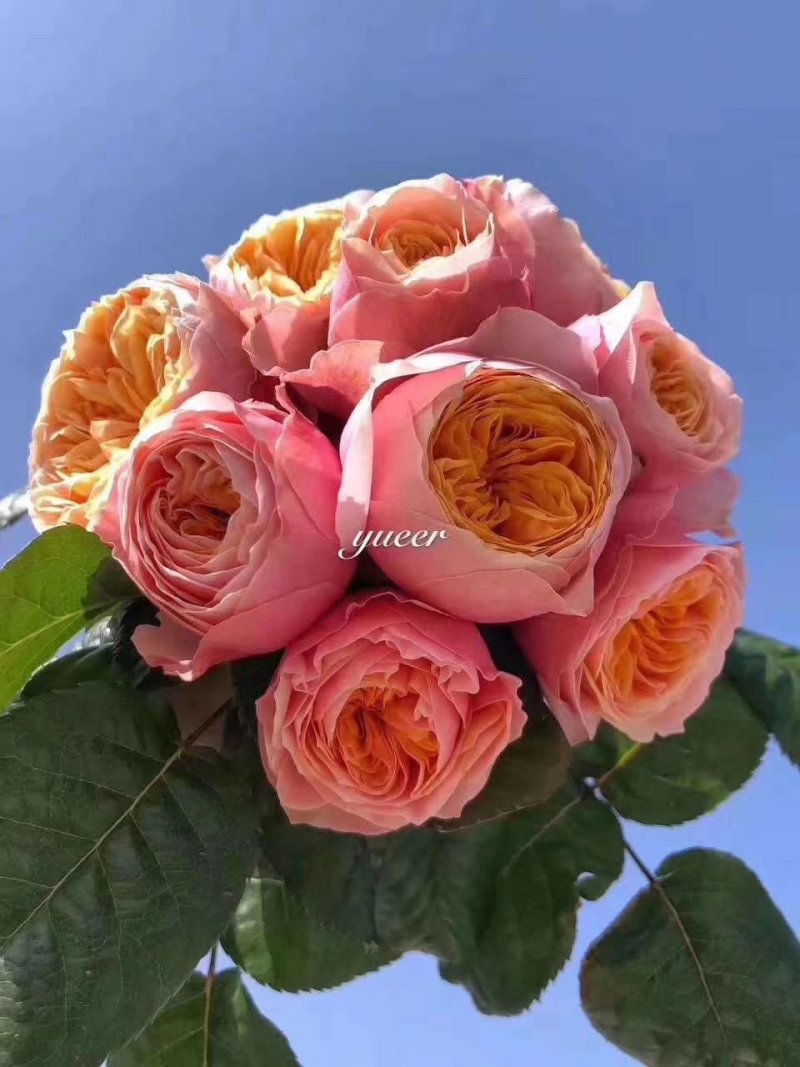 玫瑰花苗新品种扦插小苗根系发达四季开花带香味