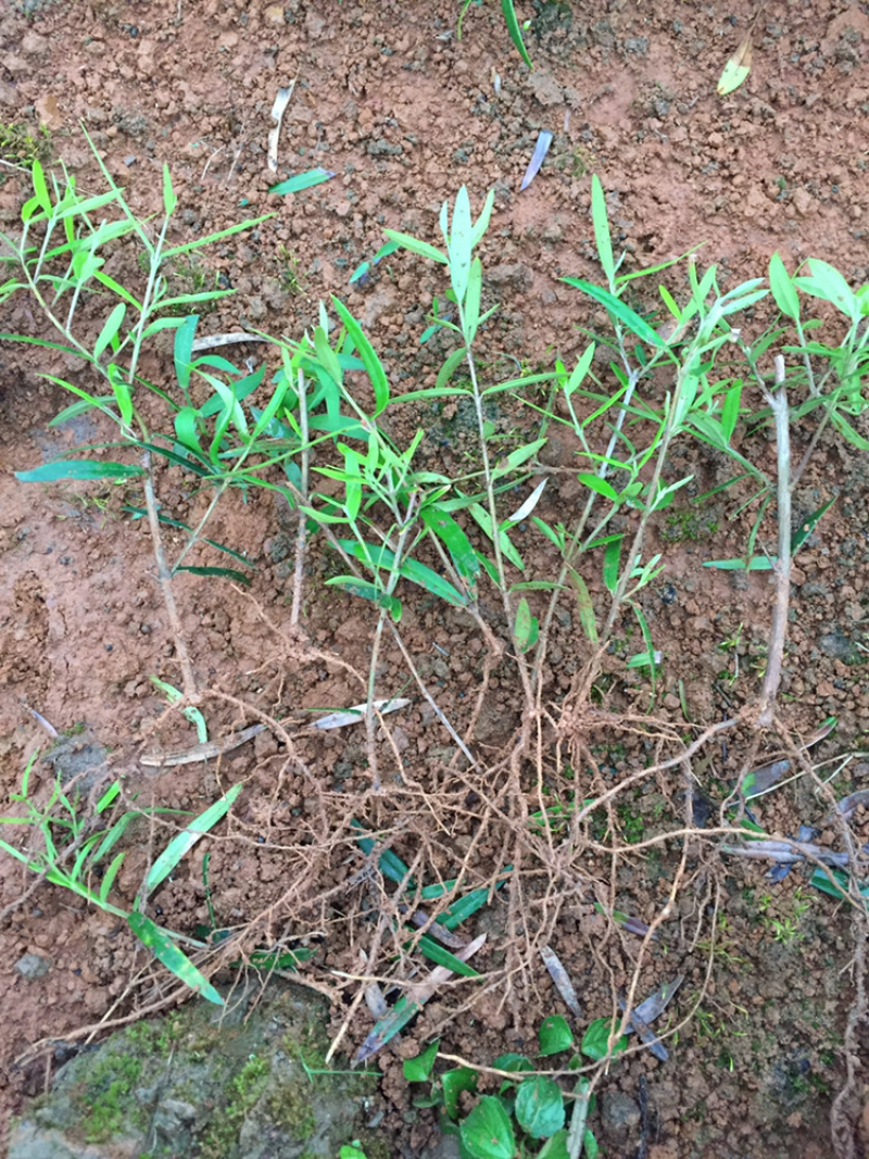 木犀榄