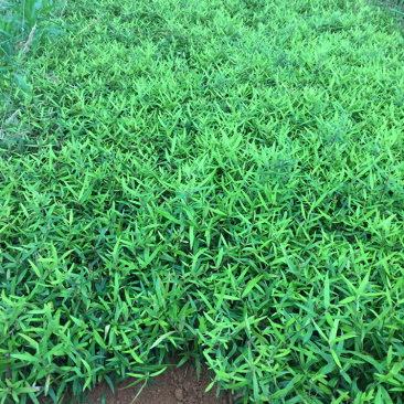木犀榄